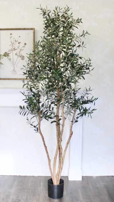 7.5’ Natural Trunk Olive Tree