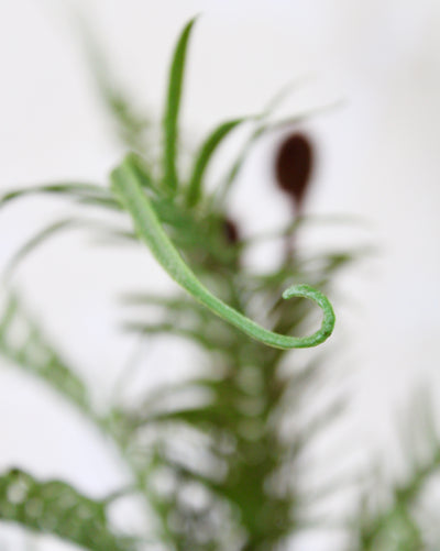 Ostrich Fern with Exposed Roots