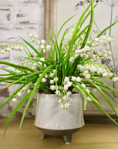 Potted Lily of the Valley