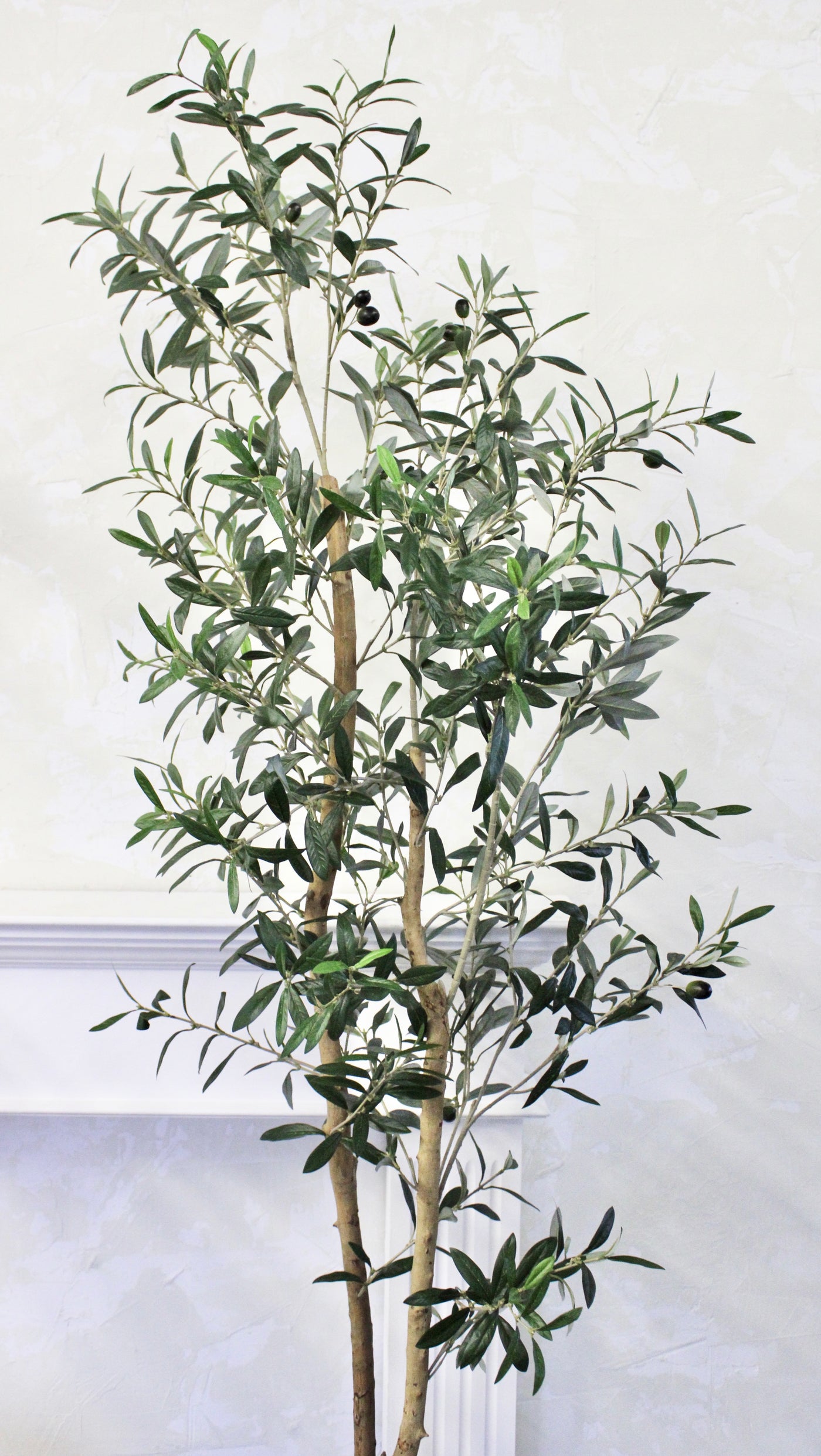 81” Natural Trunk Olive Tree