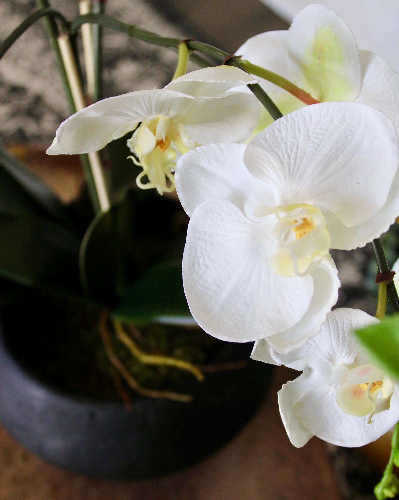 Phalaenopsis Orchid Arrangement
