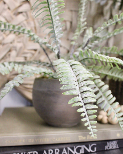 Potted Sword Fern