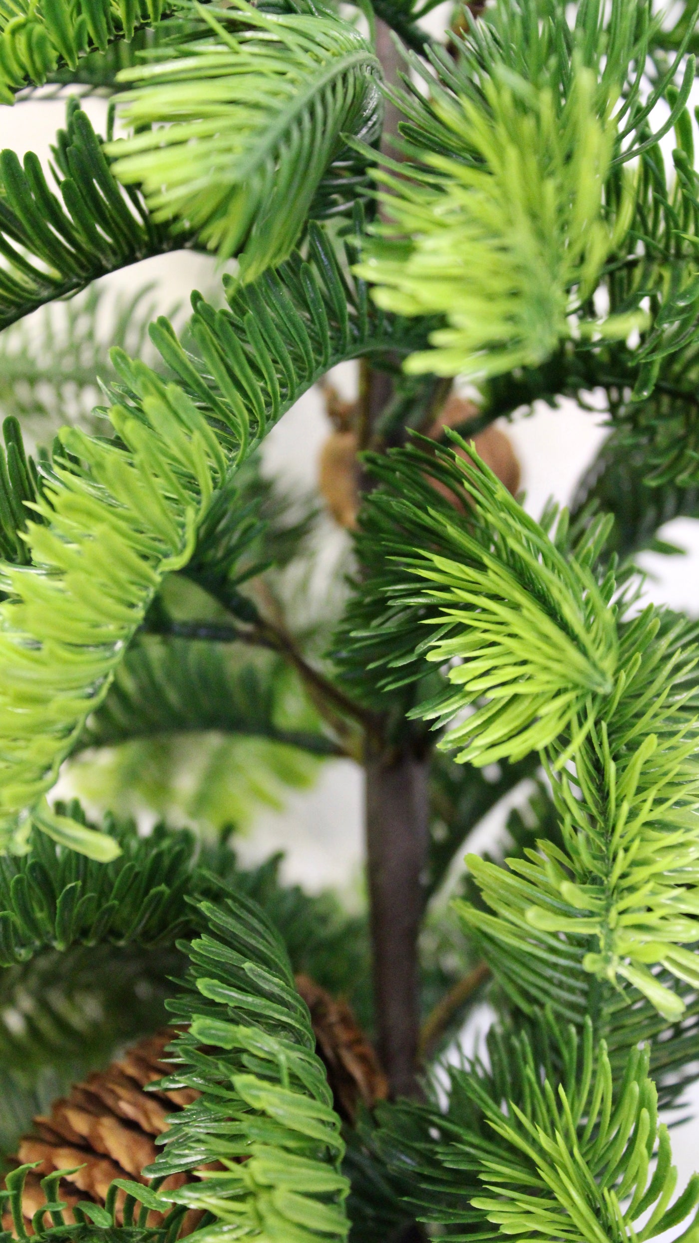 Potted Balsam Fir Trees