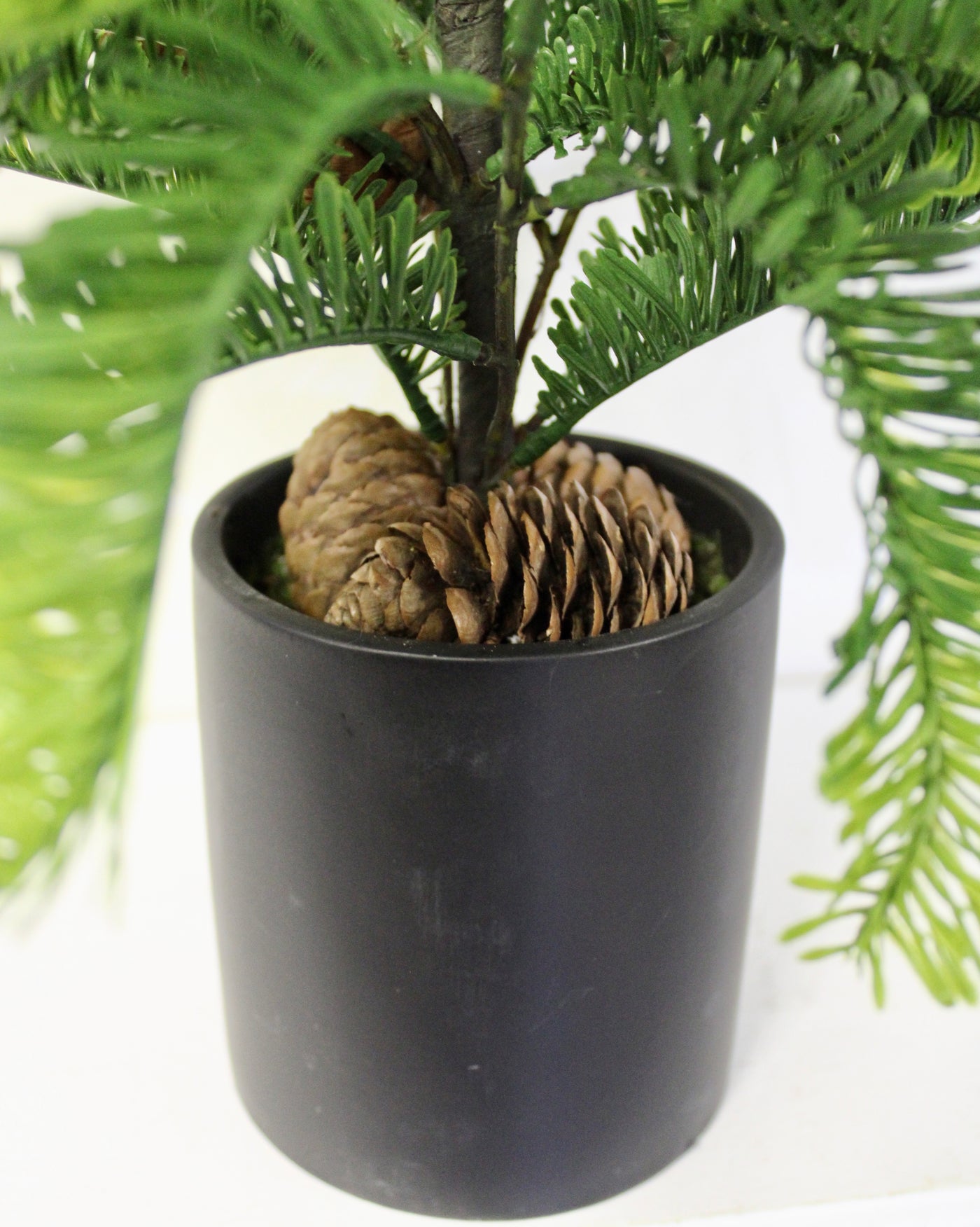 Potted Balsam Fir Trees