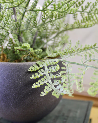 Potted Lace Fern