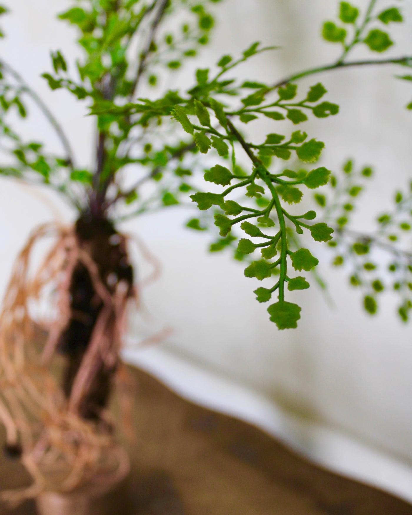 Maidenhair with Exposed Roots
