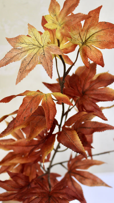 Japanese Maple Spray