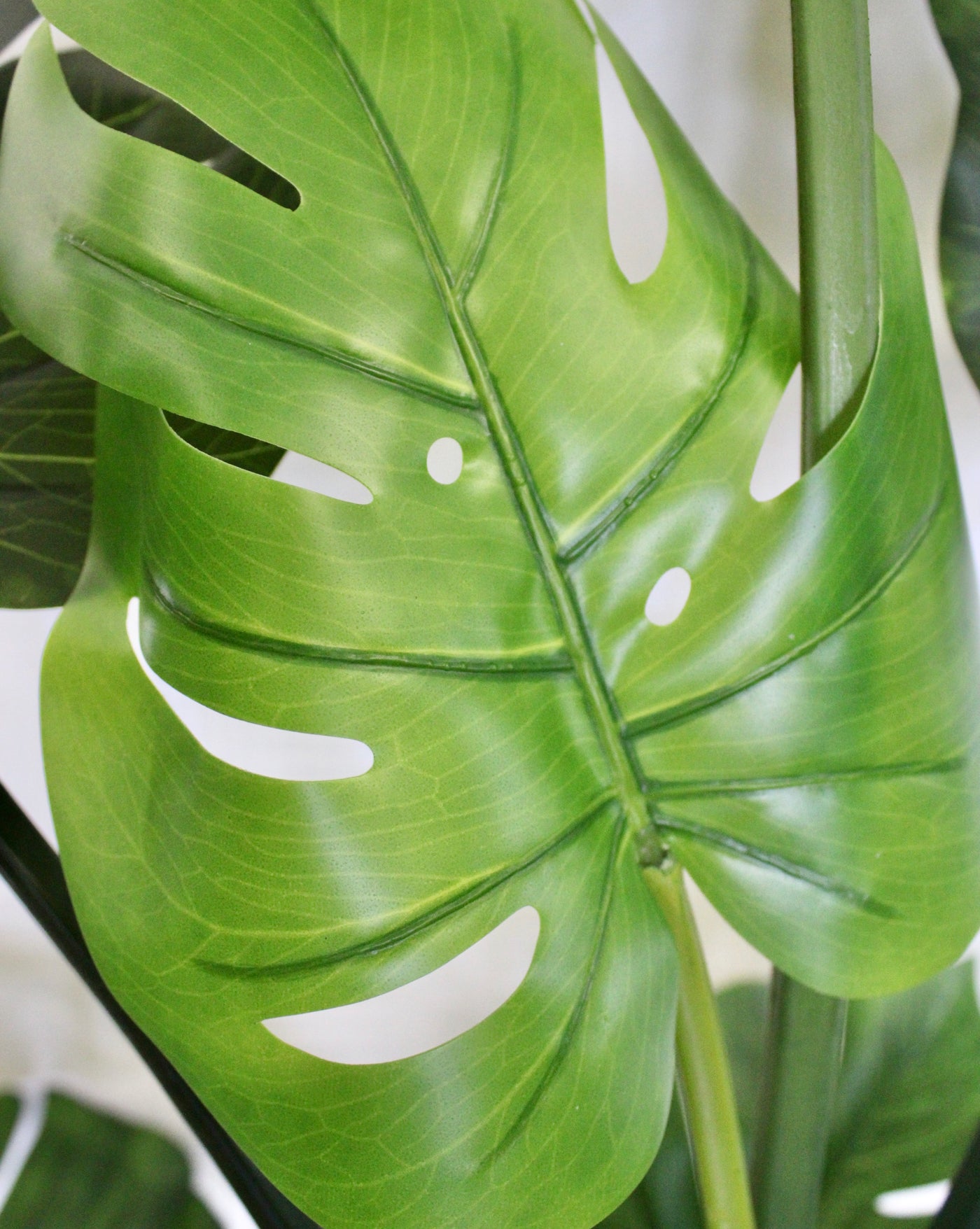 3' Monstera