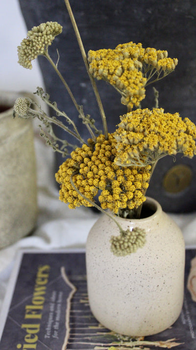 Potted Dried Yarrow
