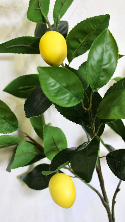 Lemon Leaf Branch