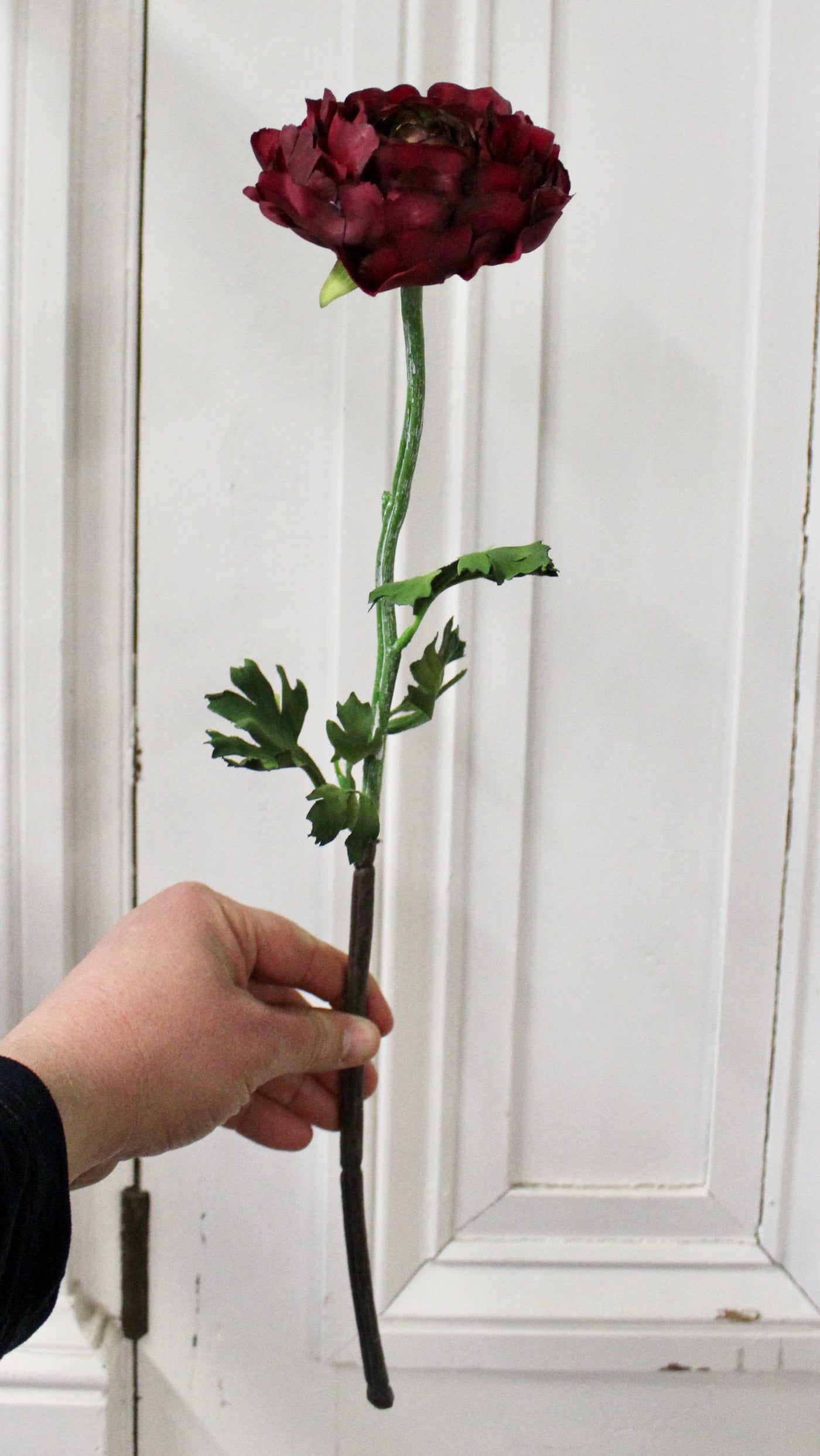 Burgundy Ranunculus Stem