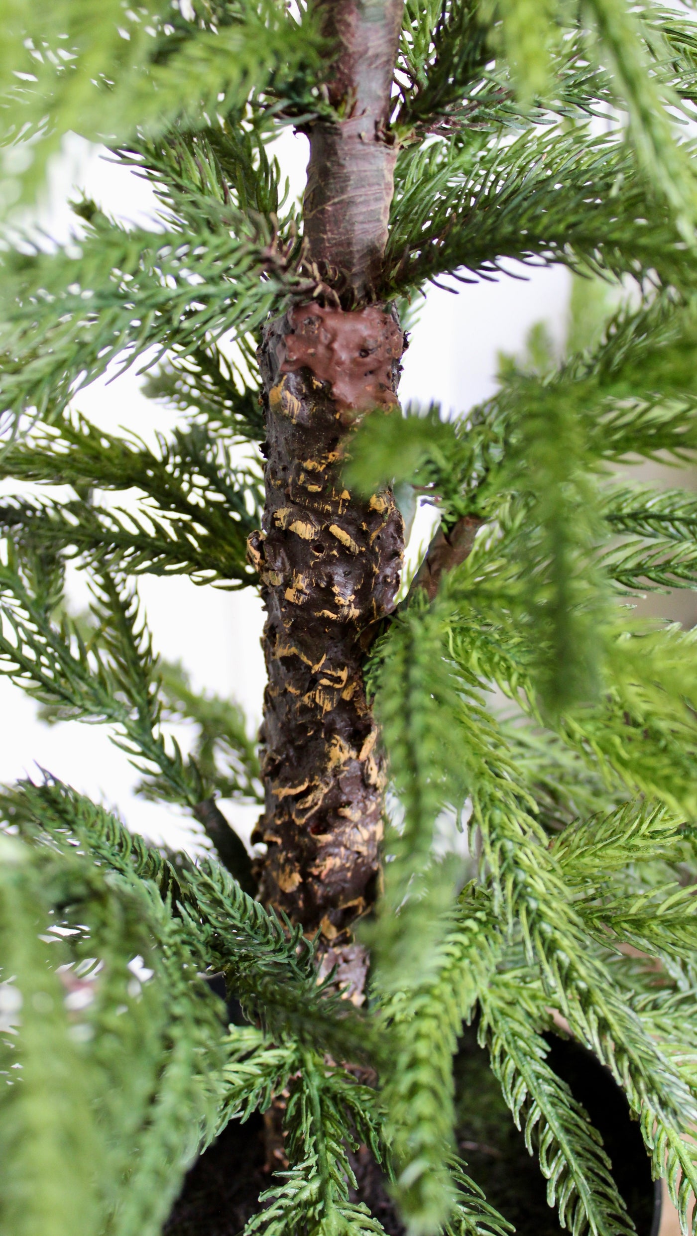 28” Fresh Touch Norfolk Pine Tree
