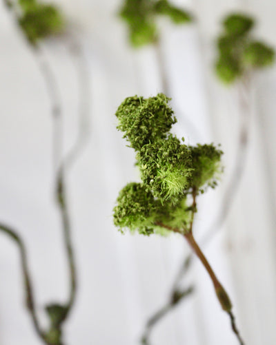 Irish Moss Spray
