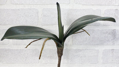 Phalaenopsis Orchid Leaf