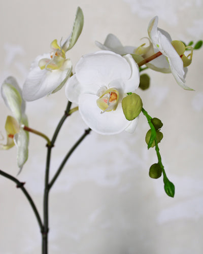 Potted White Phalaenopsis Orchid