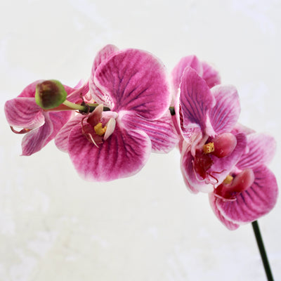 Fuchsia Phalaenopsis Orchid