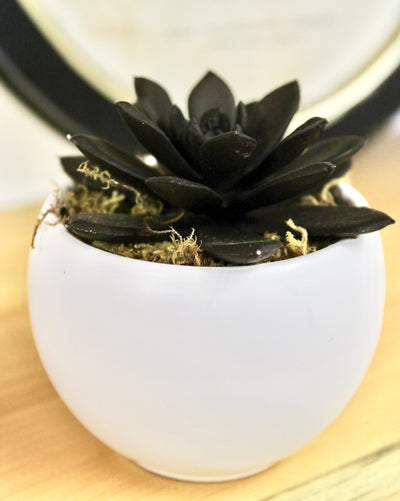 Potted Black Knight Succulent