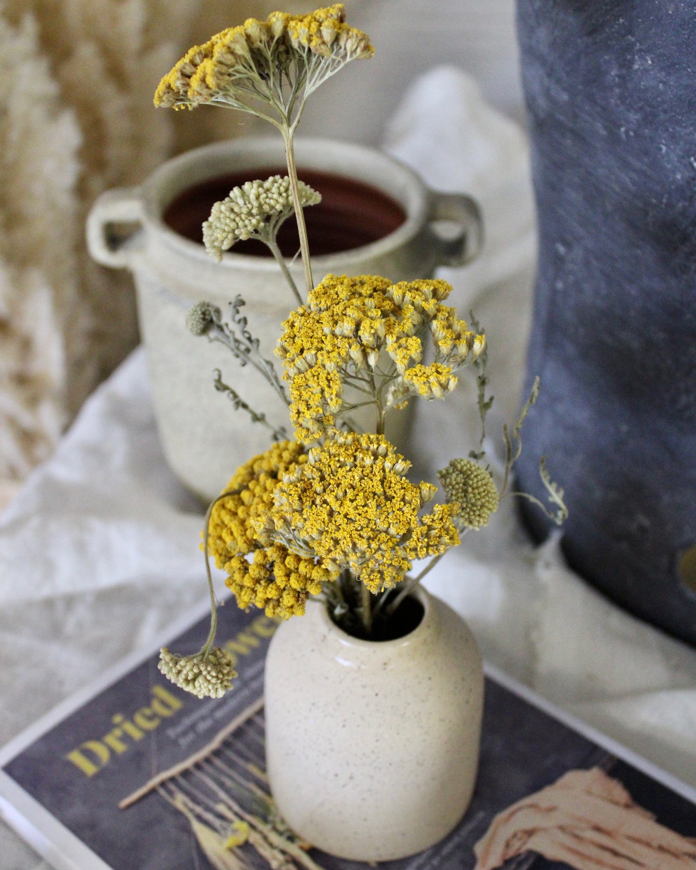 Potted Dried Yarrow
