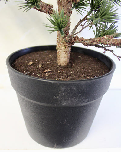 Potted Weeping Cypress Tree