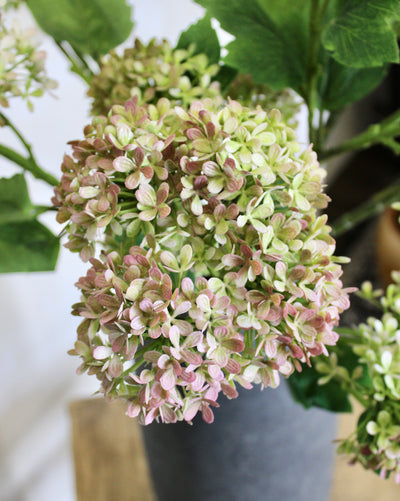 Snowball Hydrangea Branch