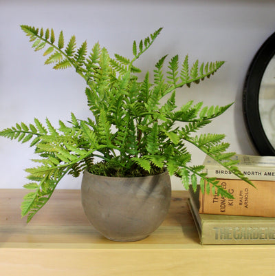 Potted Leather Fern