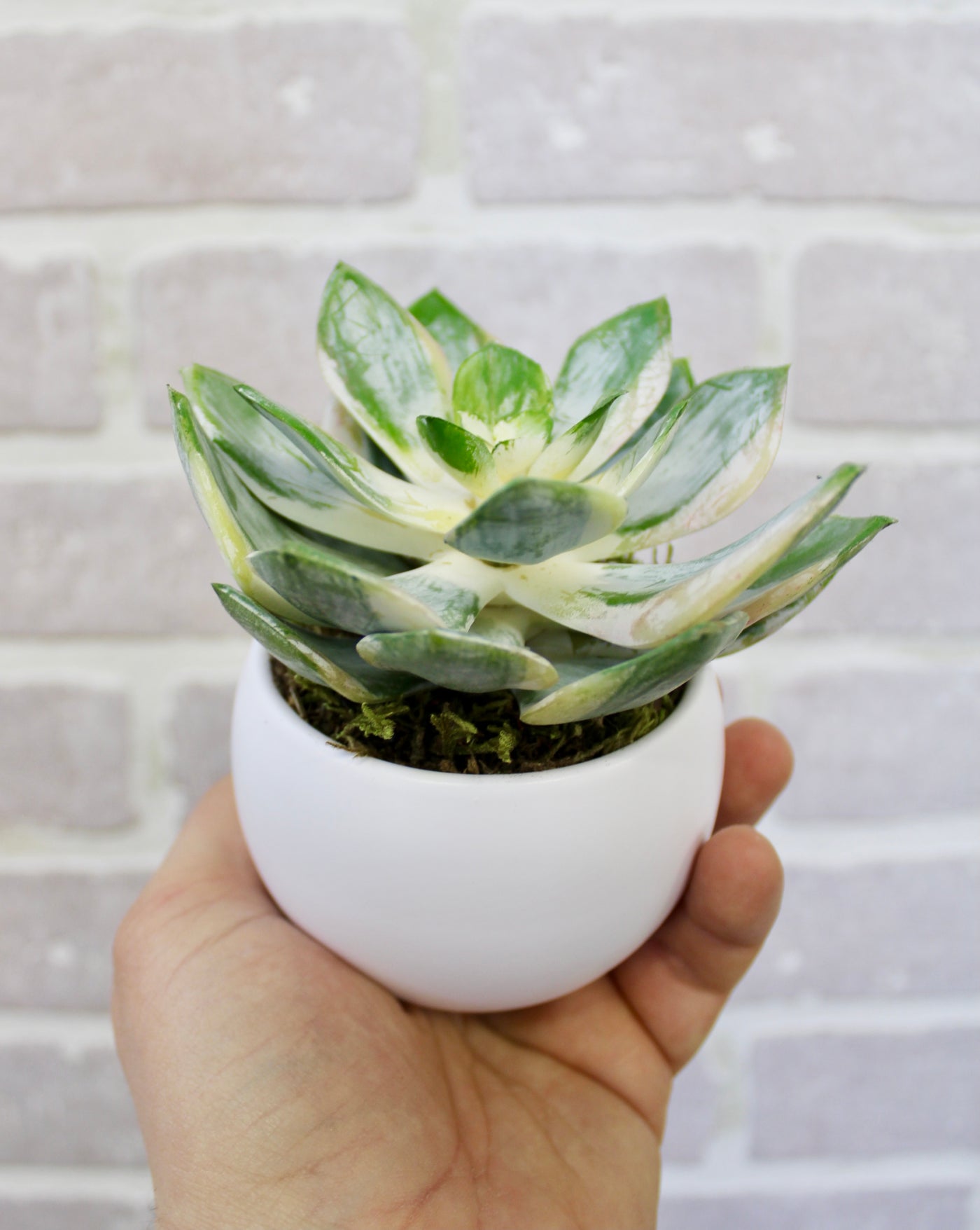 Potted Spoon Succulent