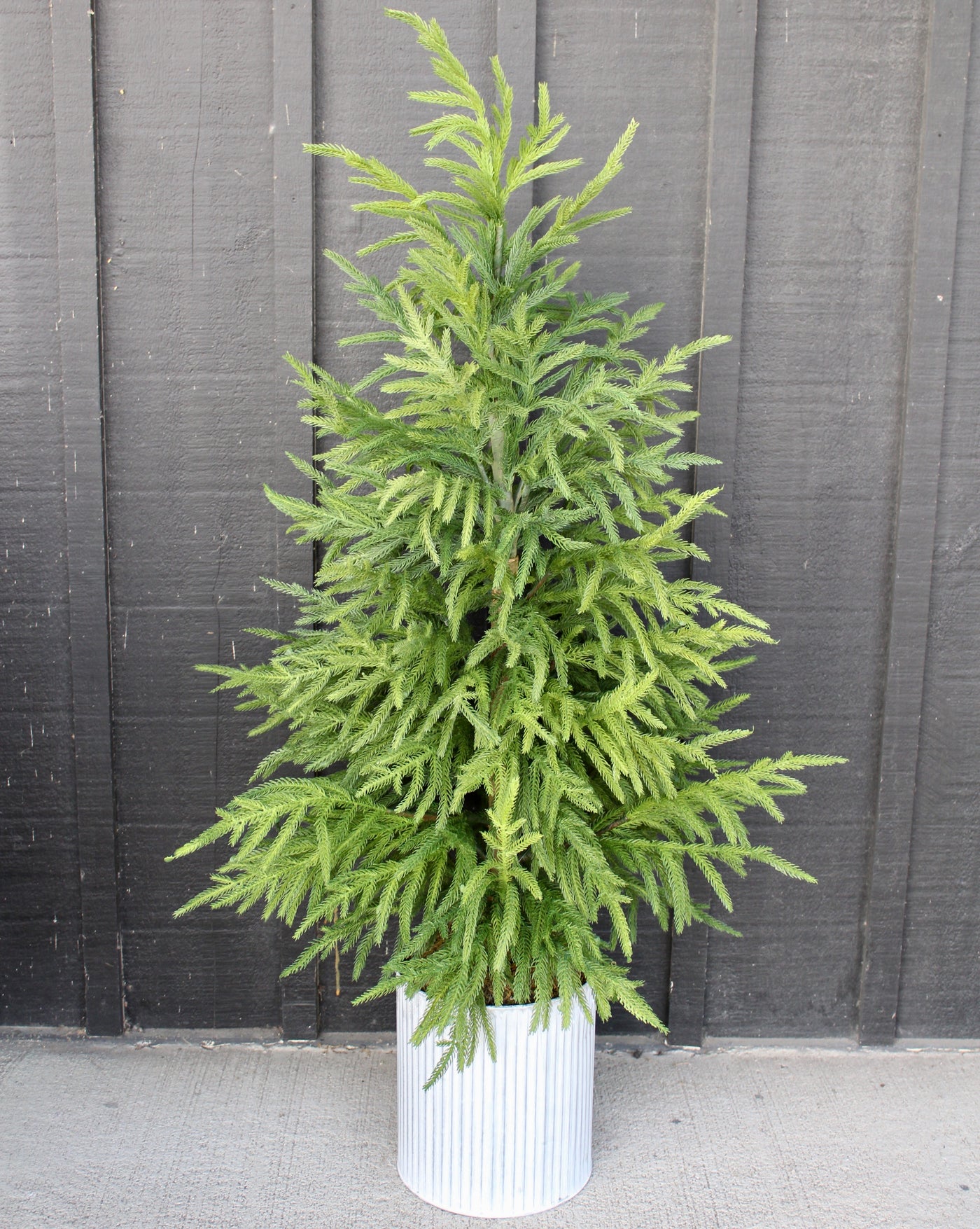 50” Potted Norfolk Pine Tree (Real Touch)