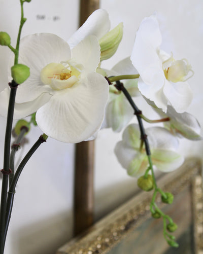Potted White Phalaenopsis Orchid