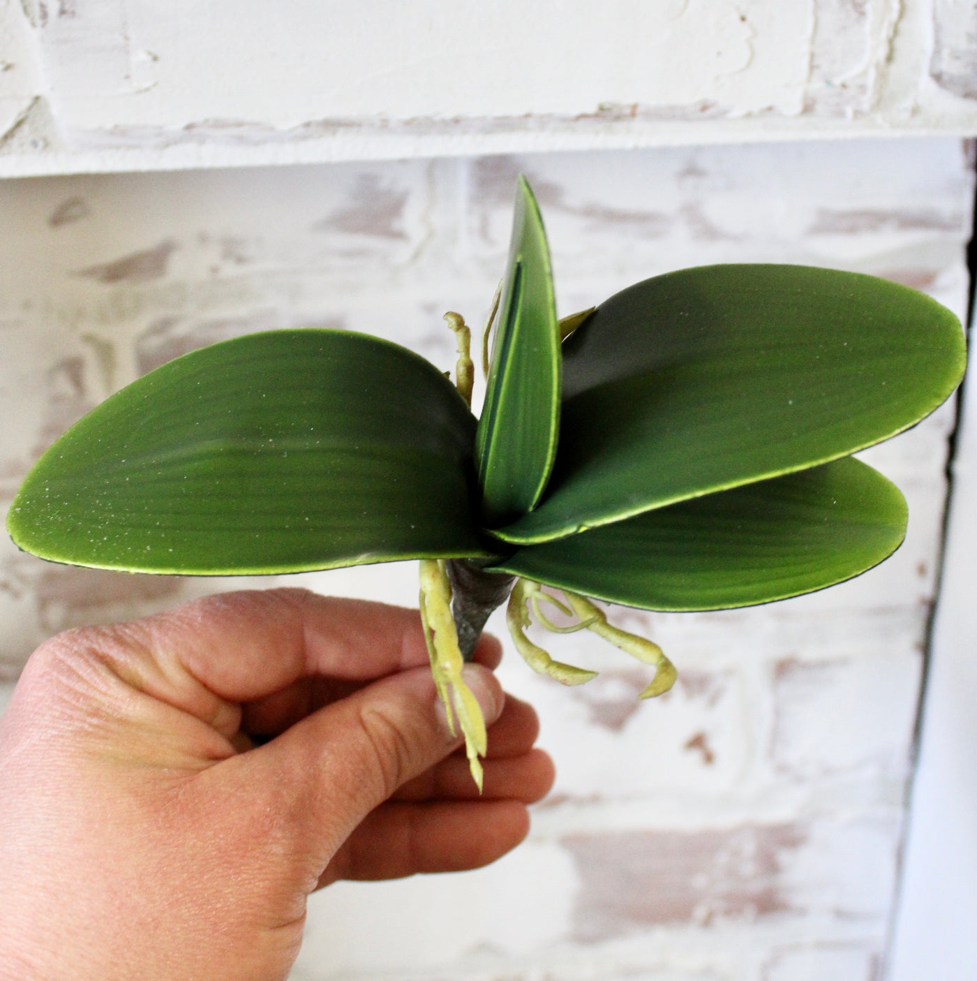 Mini Orchid Leaf Plant