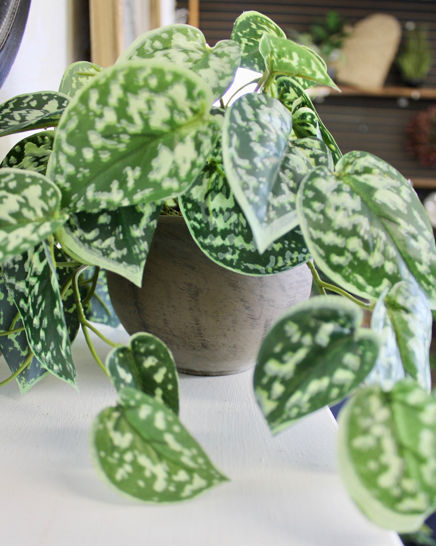 Potted Pictus Bush