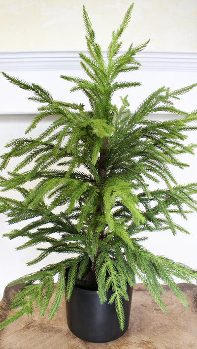28” Norfolk Pine Tree ( Real Touch)