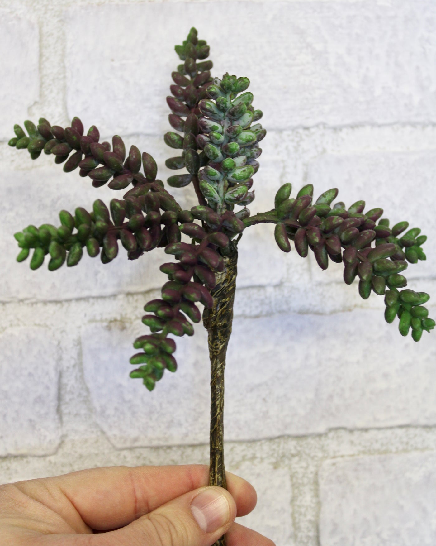 Burrow Tail Succulent