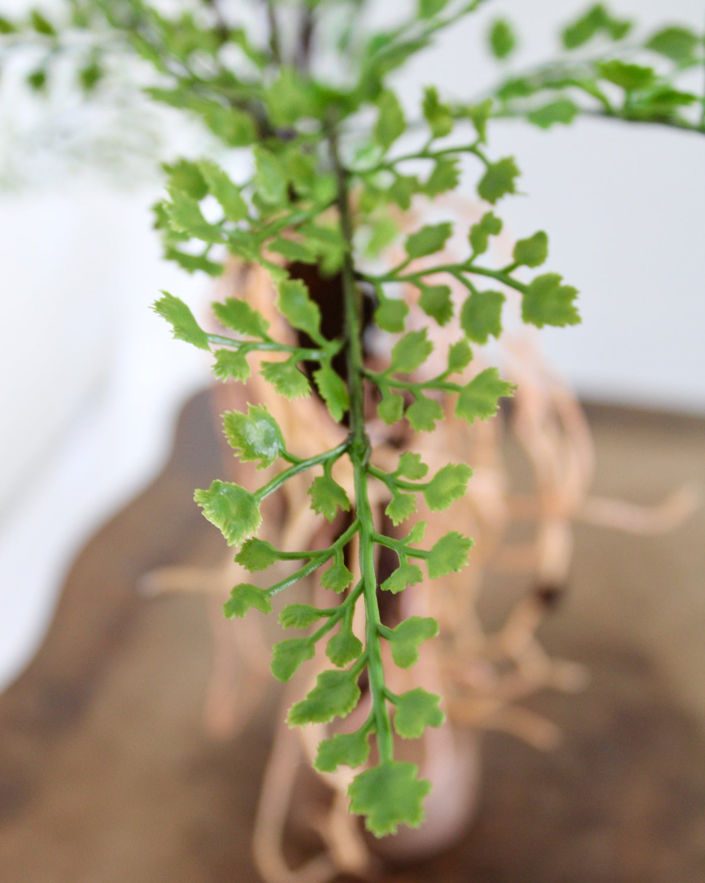 Maidenhair with Exposed Roots