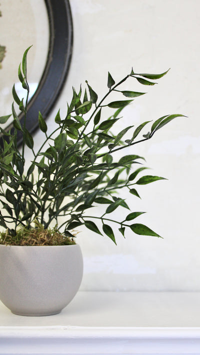 Potted Ruscus Bush