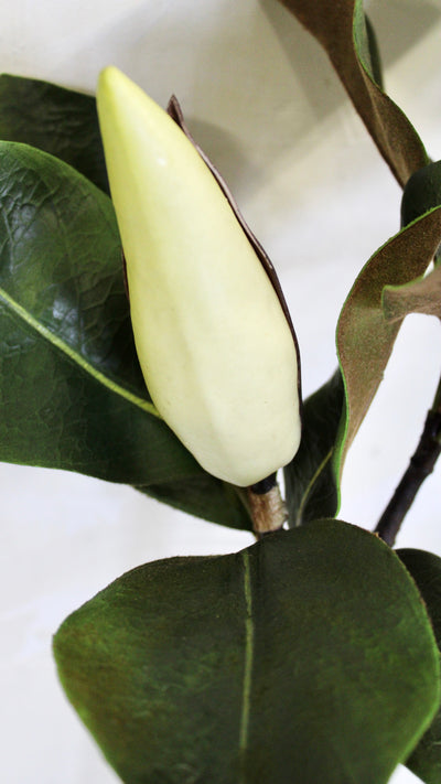 Budding Double Magnolia Leaf