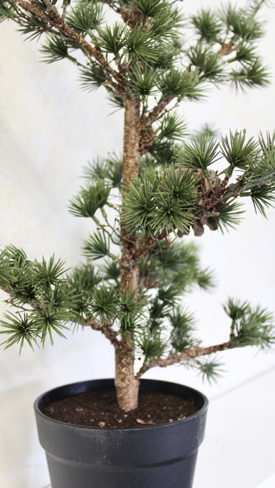 Potted Weeping Cypress Tree