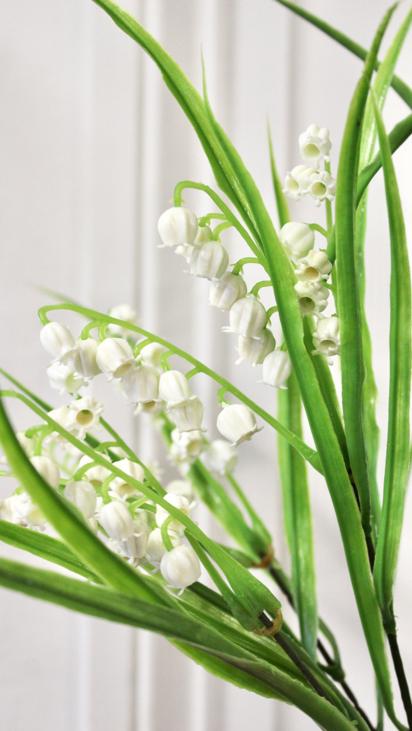 Lily of the Valley Bush