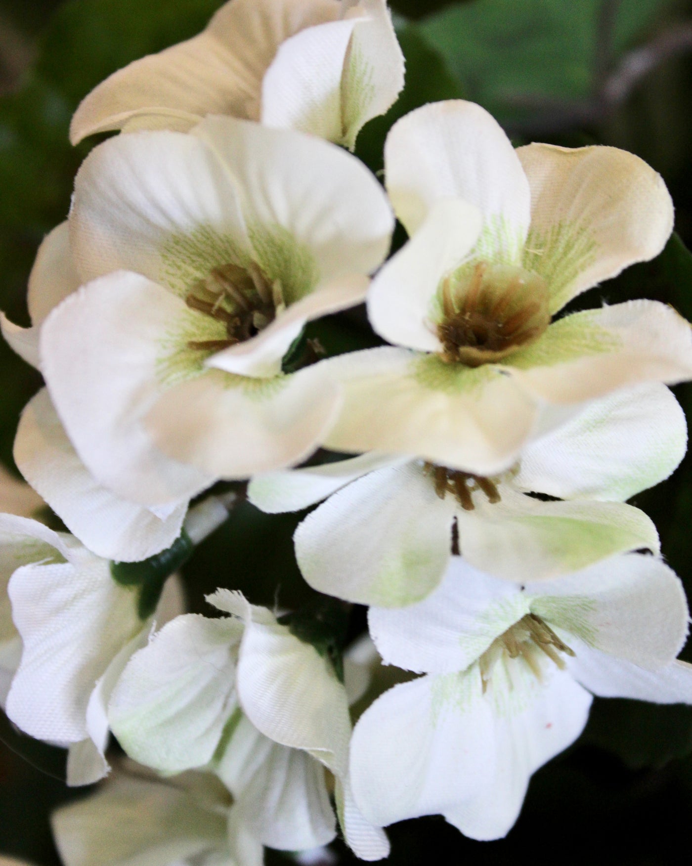White Geranium Hanging Basket