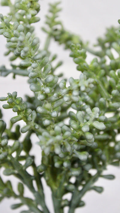 Baby Tear Succulent