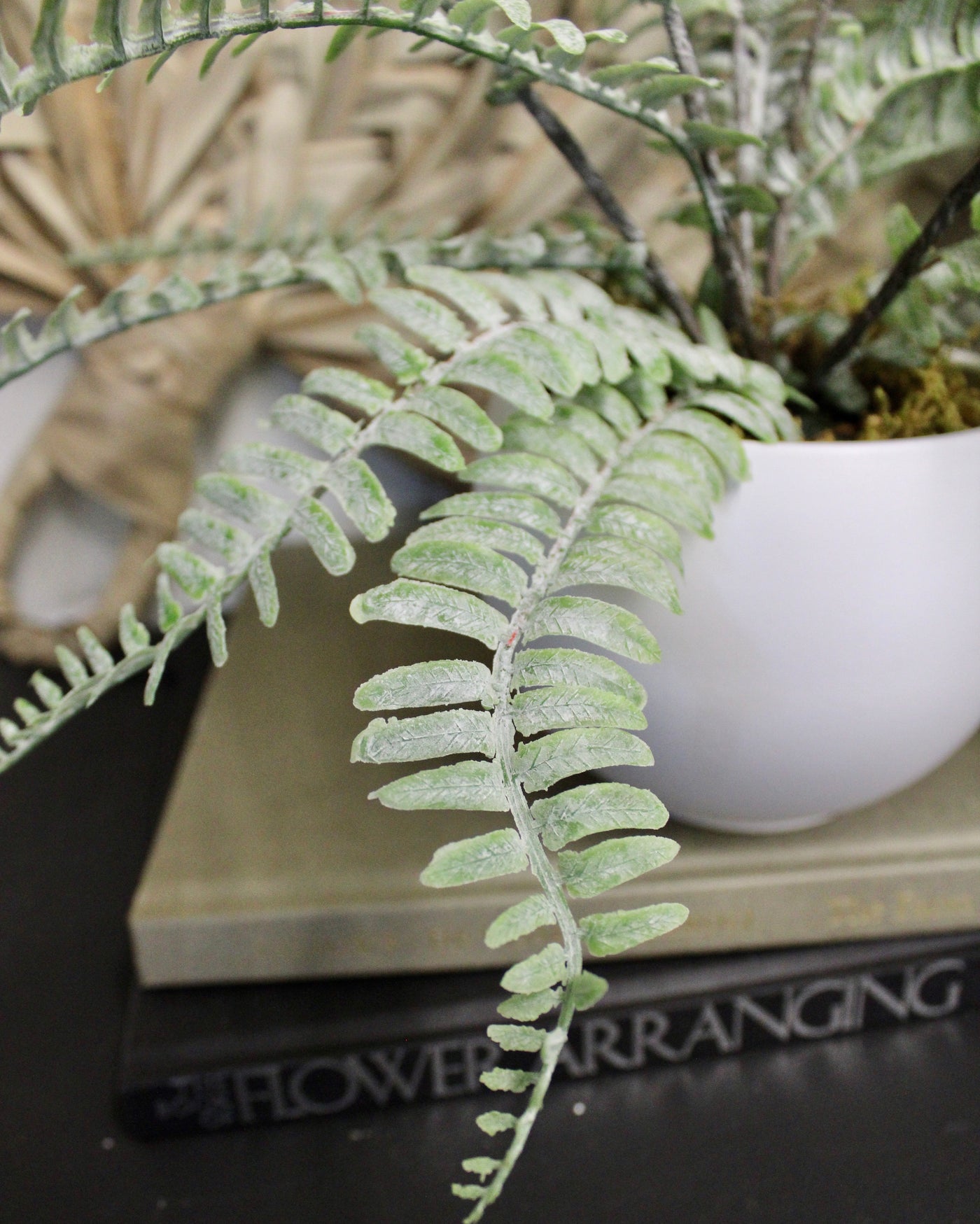 Potted Sword Fern