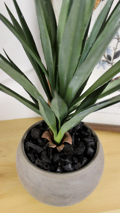 Potted Yucca Plant