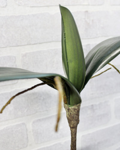 Phalaenopsis Orchid Leaf