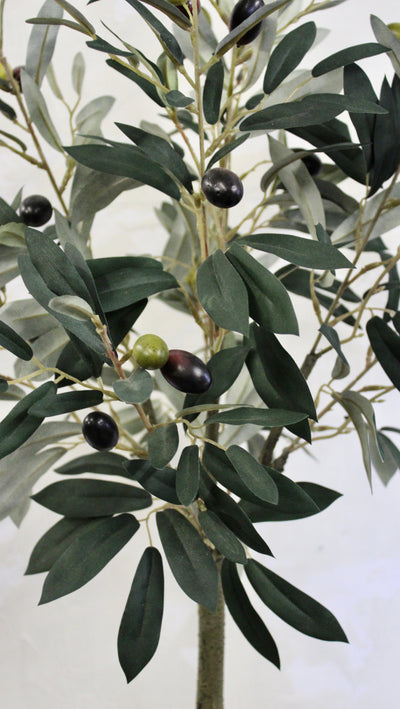 3’ Olive Leaf Topiary