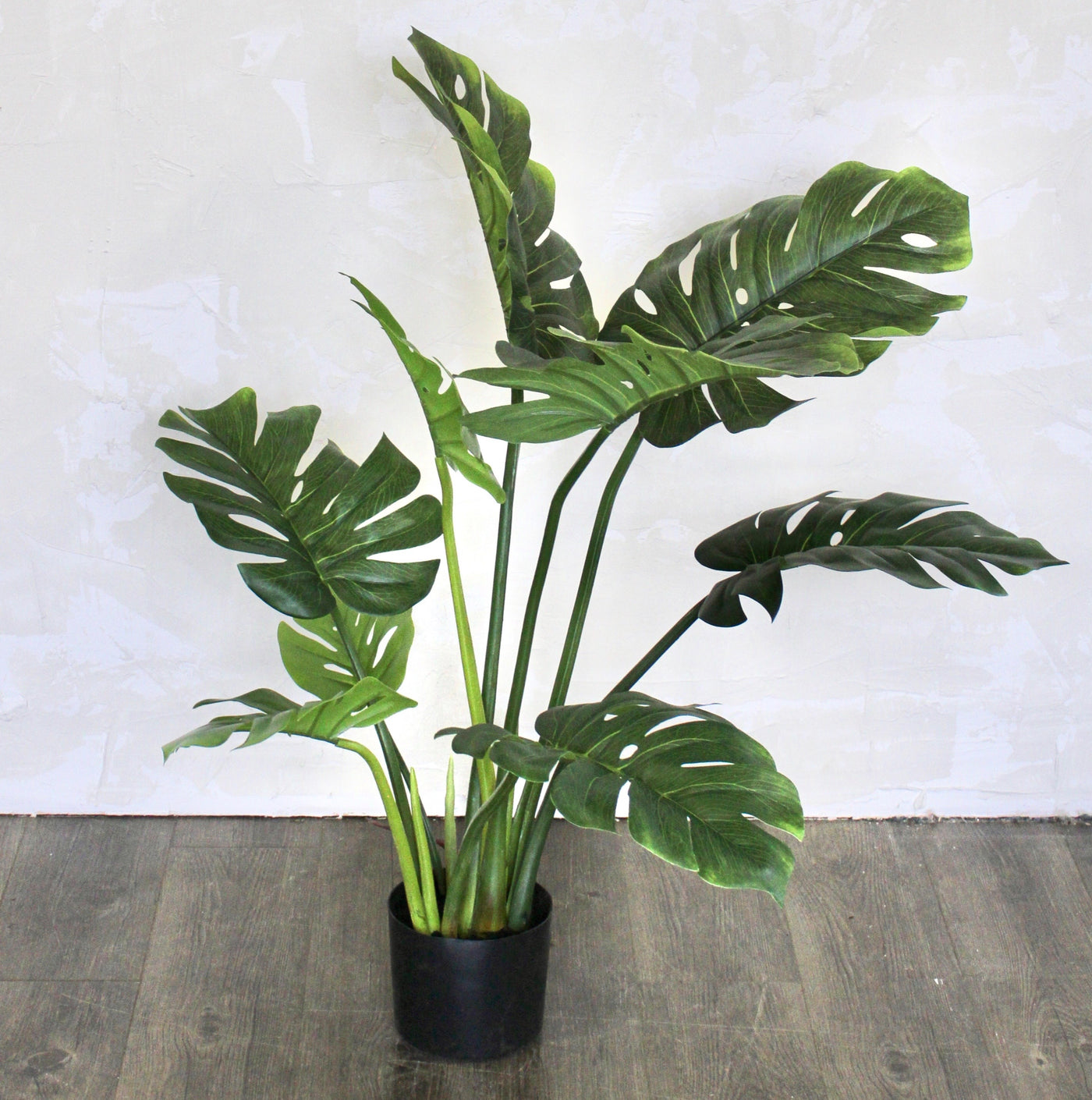 3' Monstera