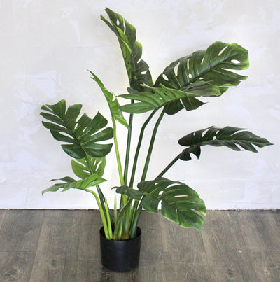 3' Monstera