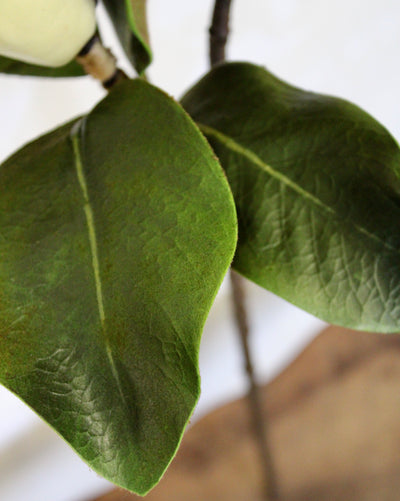 Budding Double Magnolia Leaf