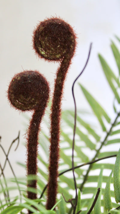 Ostrich Fern with Exposed Roots