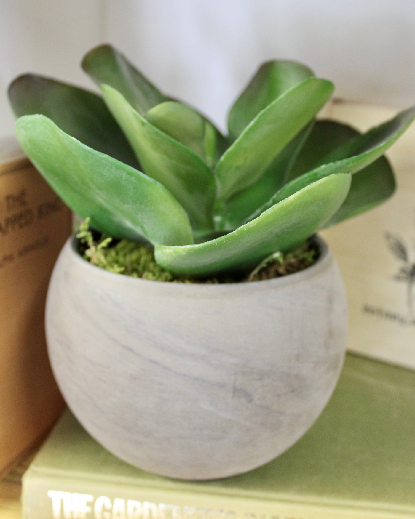 Potted Flapjack Succulent