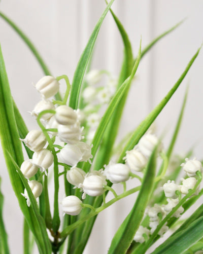 Lily of the Valley Bush