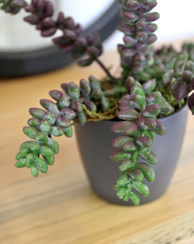 Burrow Tail Succulent